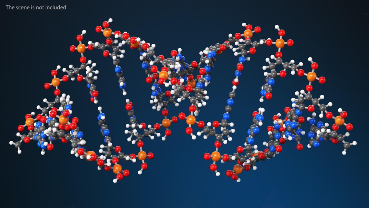 3D model A Form DNA Structure