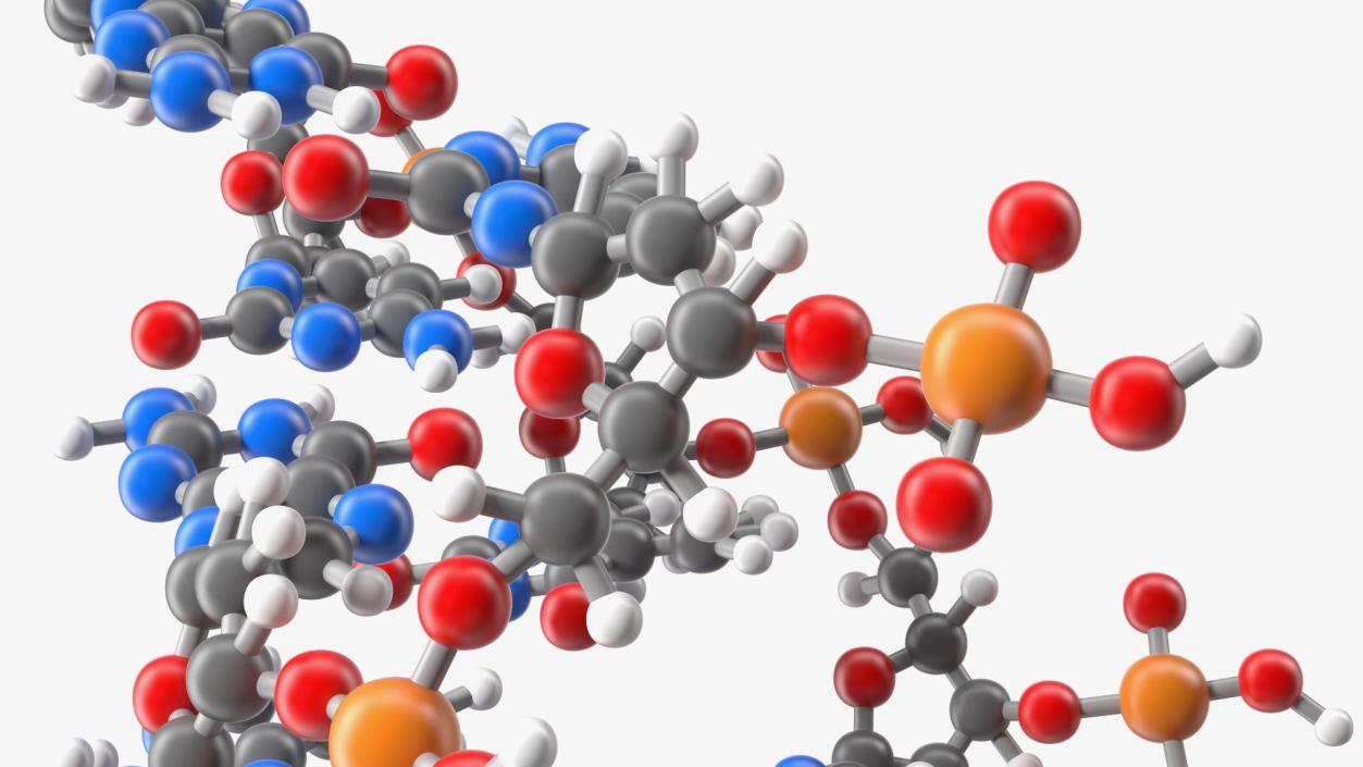 3D model A Form DNA Structure