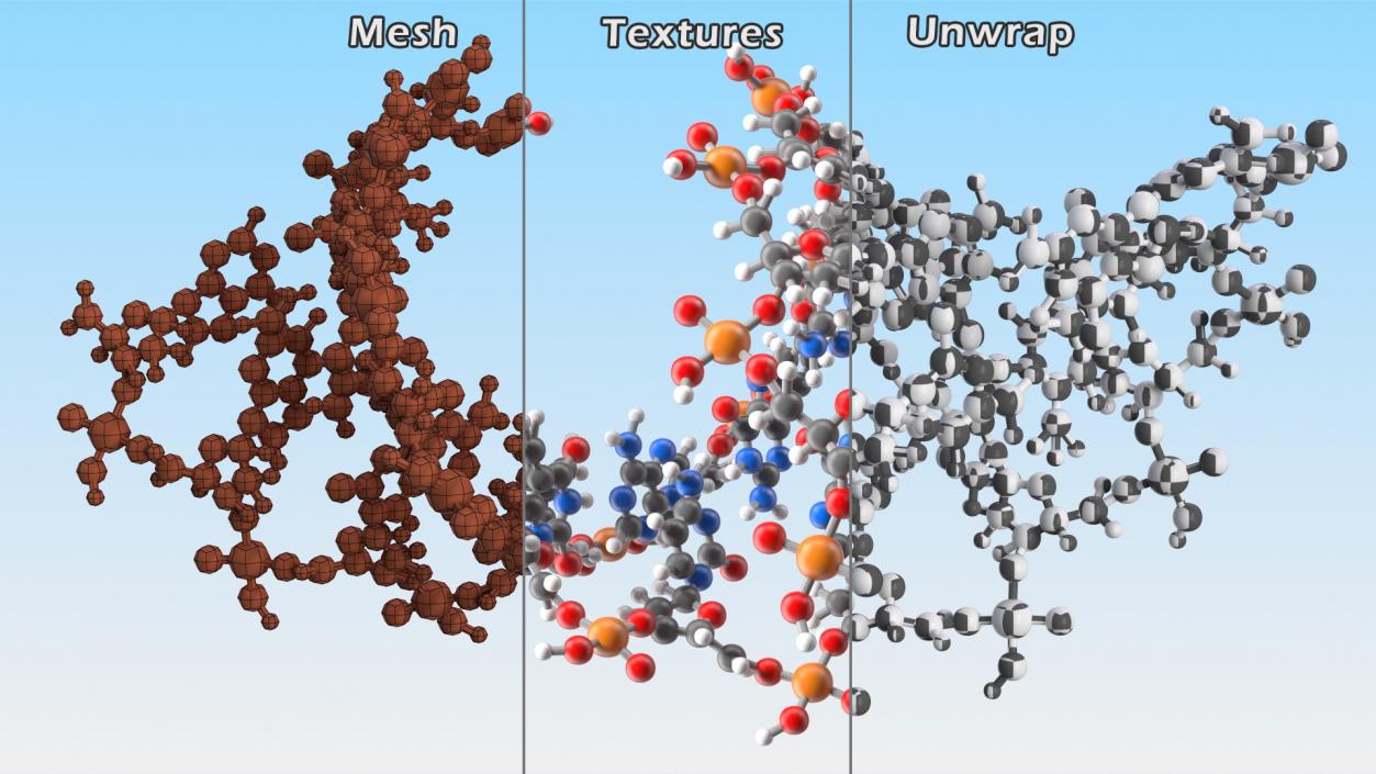 3D model A Form DNA Structure