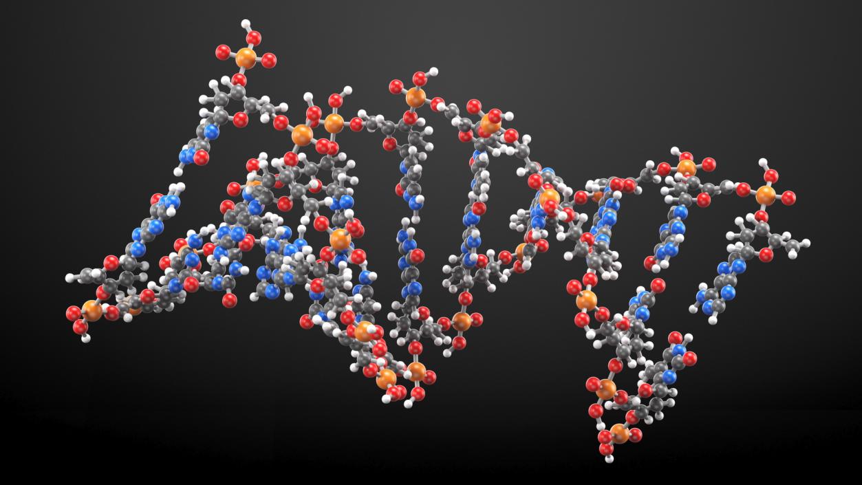 3D model A Form DNA Structure