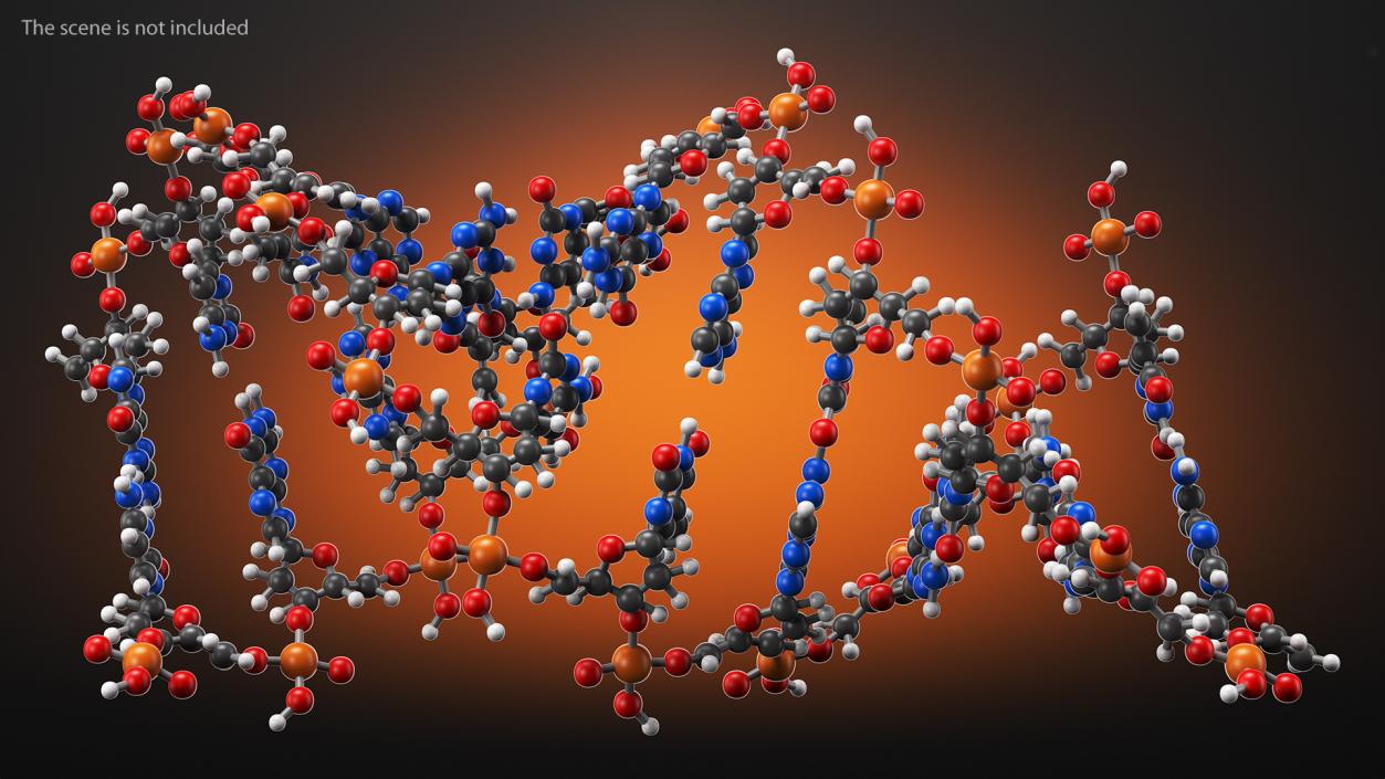 3D model A Form DNA Structure