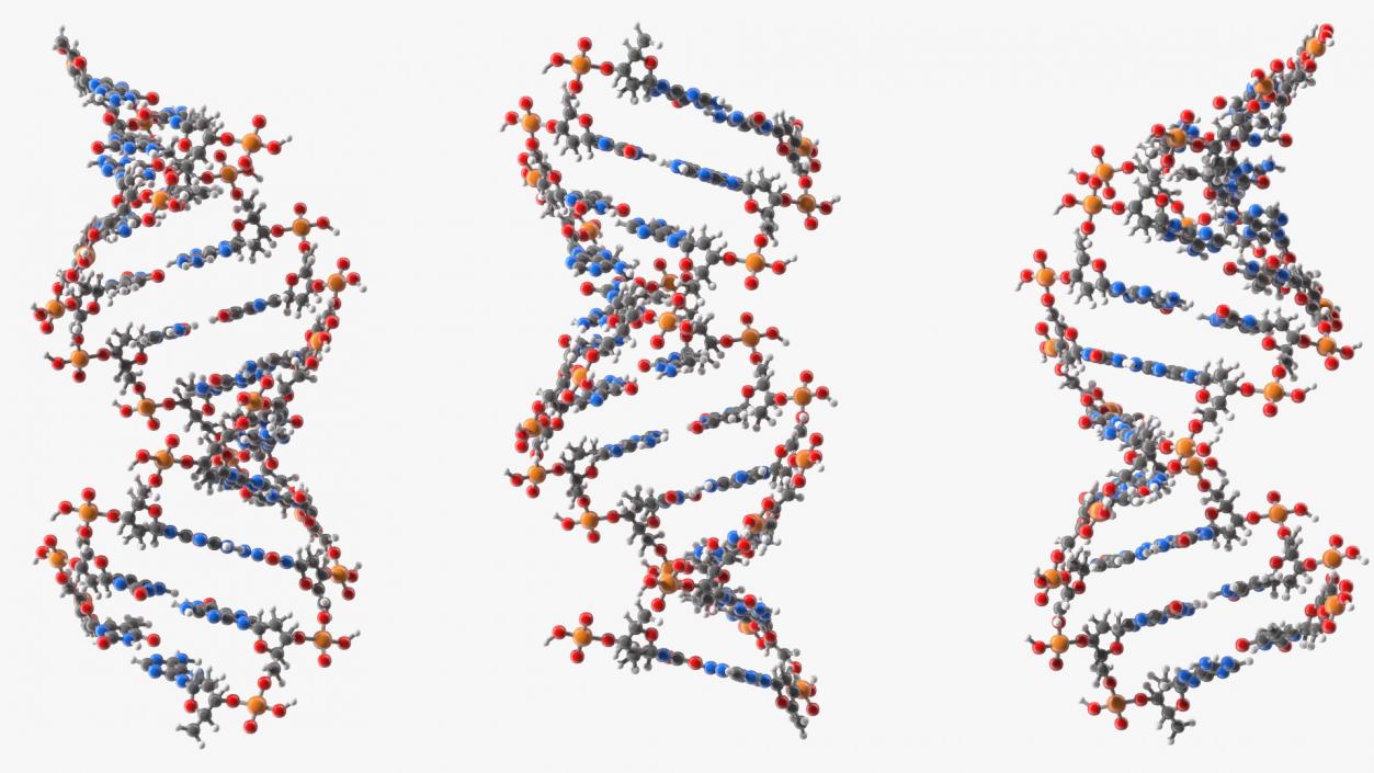 3D model A Form DNA Structure