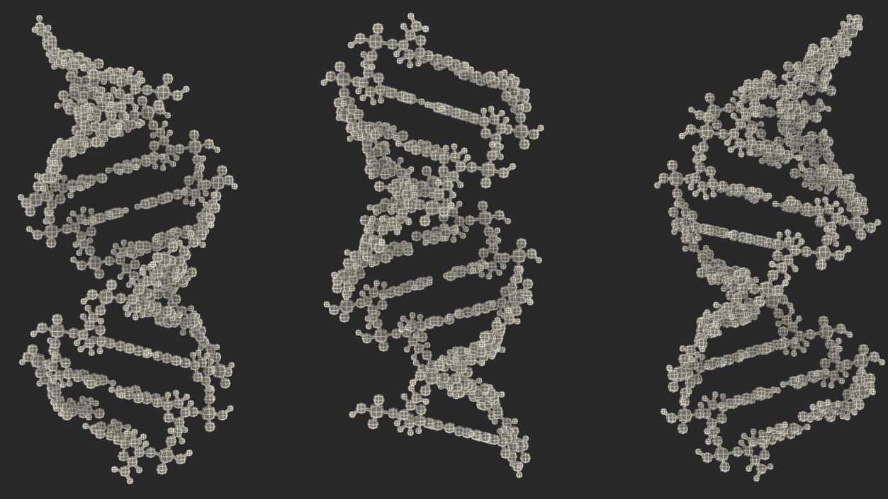 3D model A Form DNA Structure