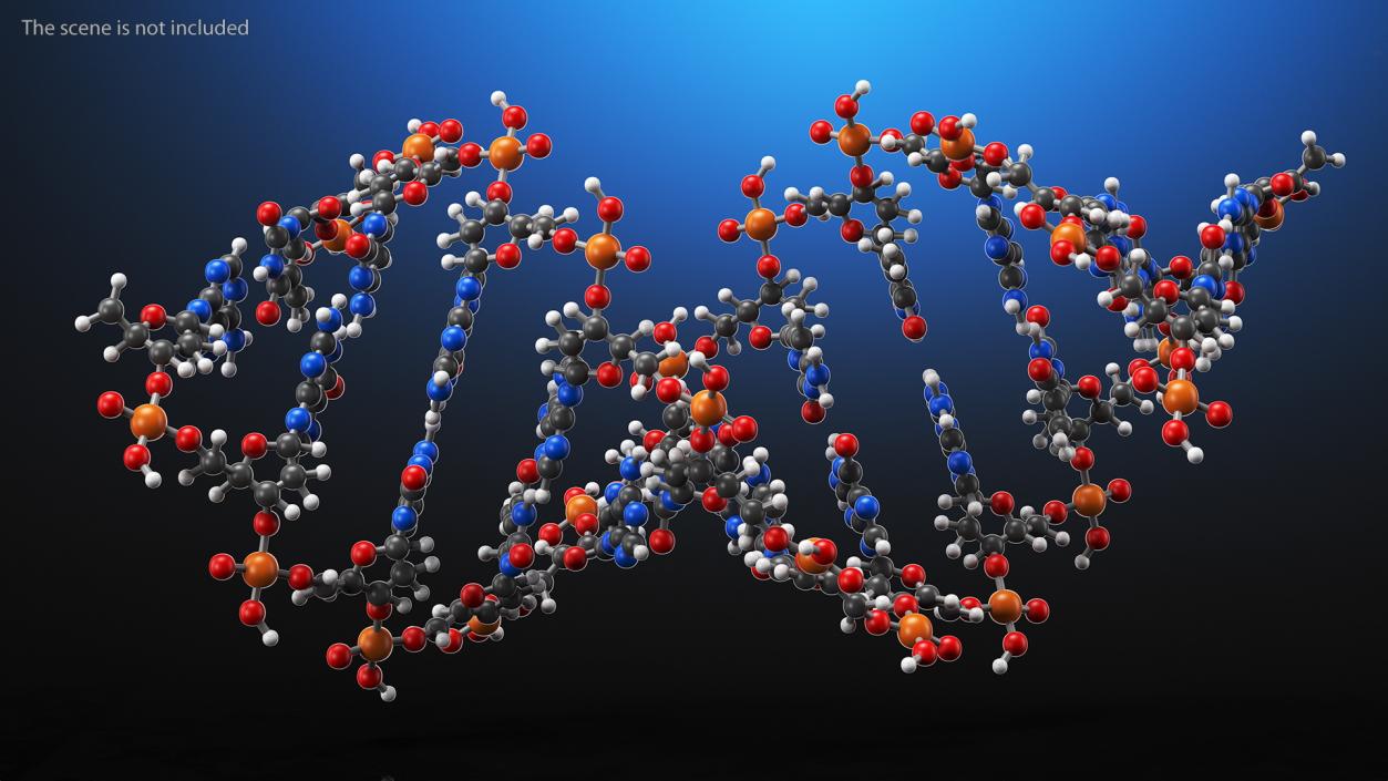 3D model A Form DNA Structure