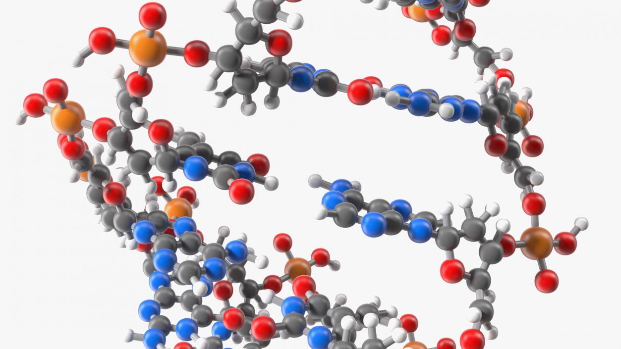 3D model A Form DNA Structure