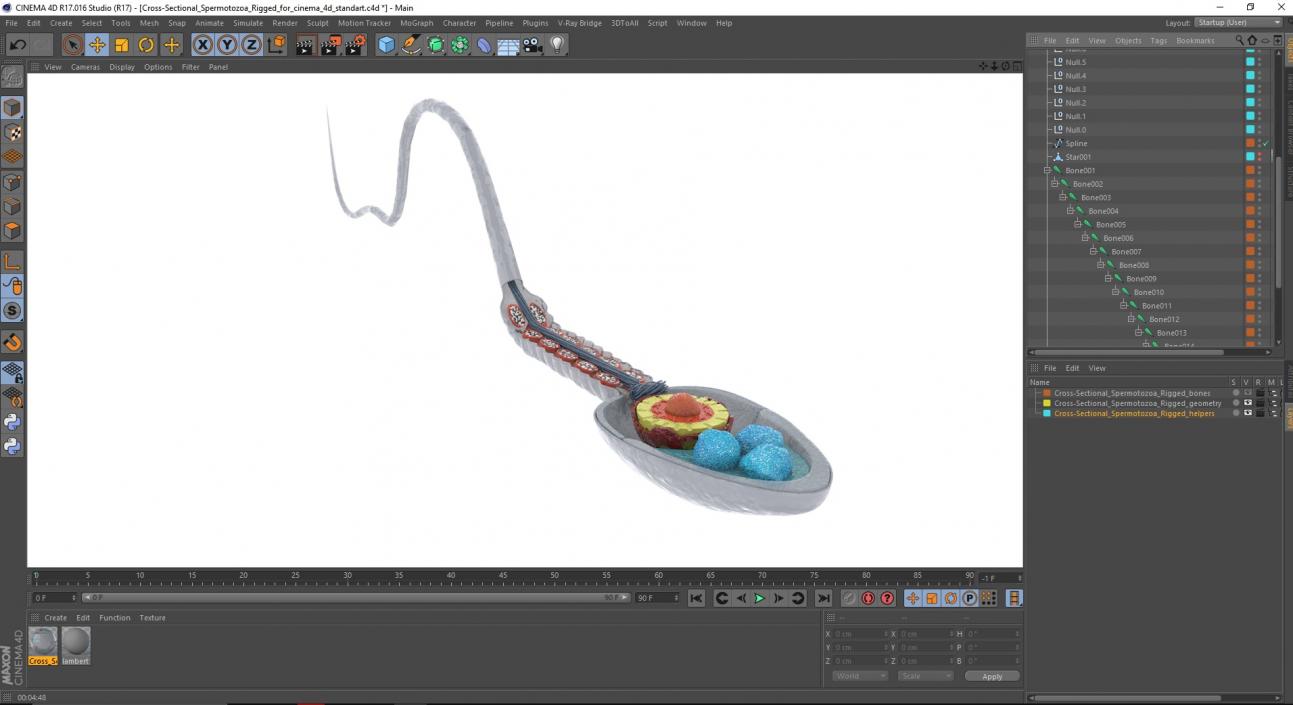 3D Cross-Sectional Spermotozoa Rigged for Cinema 4D model