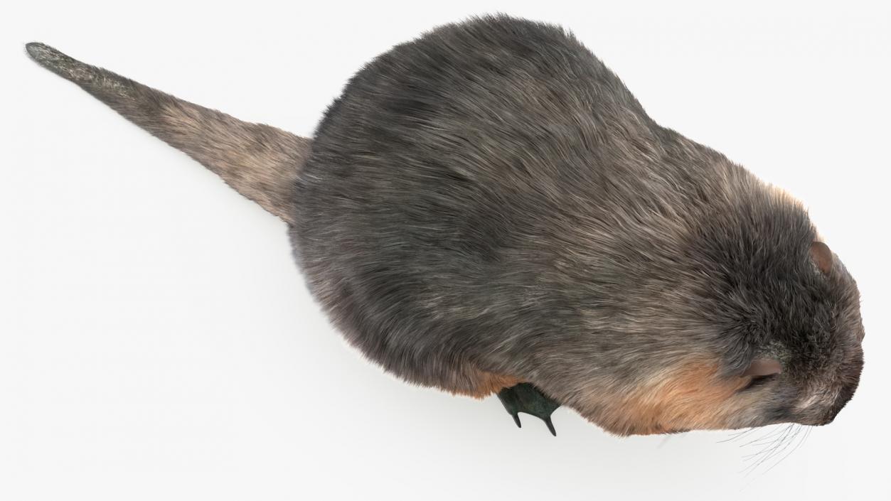 Nutria Eating Carrot Fur 3D model