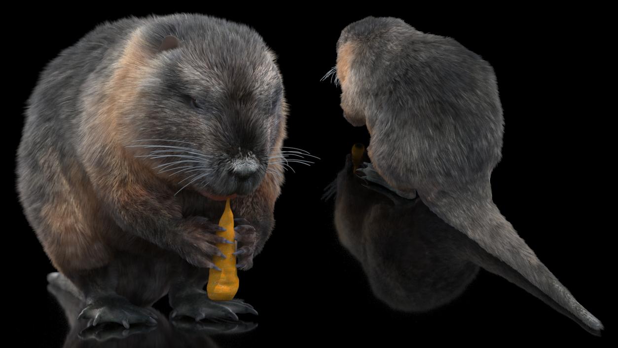 Nutria Eating Carrot Fur 3D model