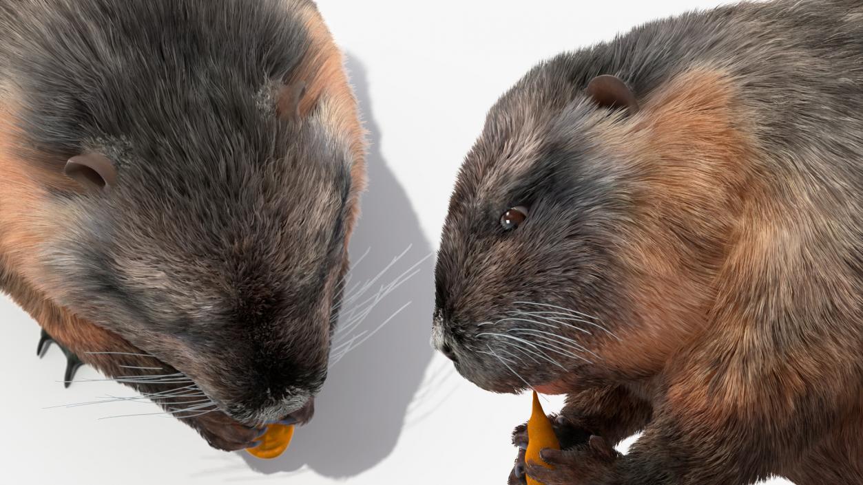 Nutria Eating Carrot Fur 3D model