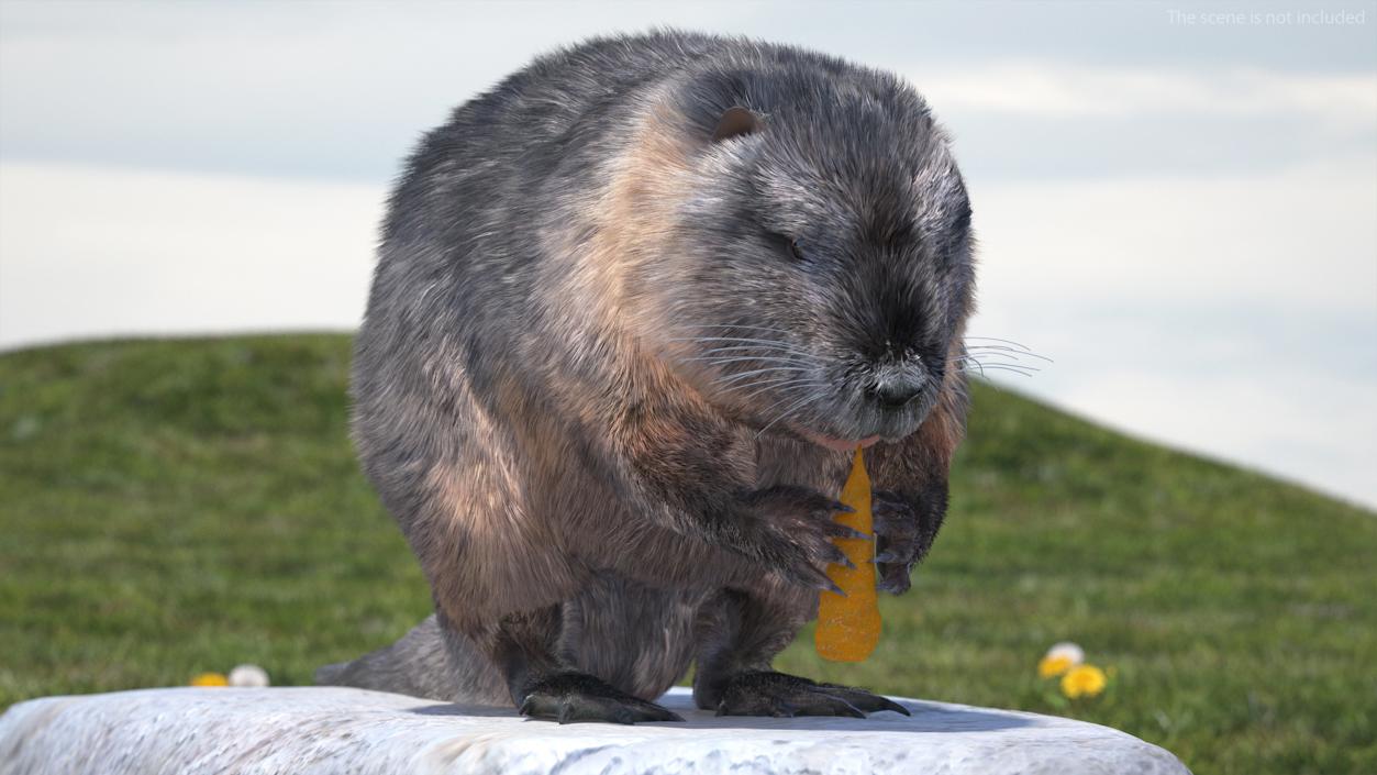 Nutria Eating Carrot Fur 3D model