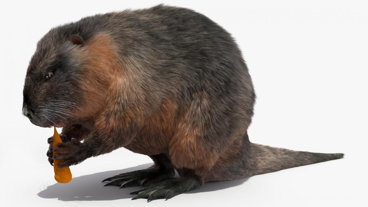 Nutria Eating Carrot Fur 3D model