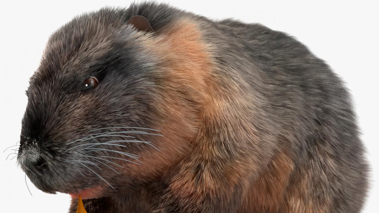 Nutria Eating Carrot Fur 3D model