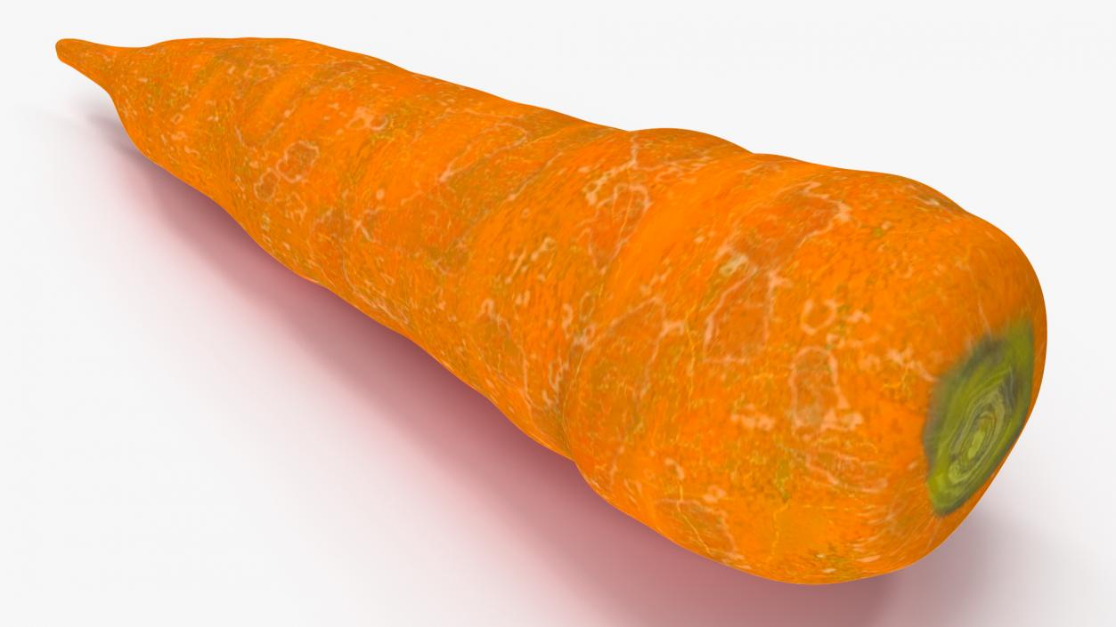 Nutria Eating Carrot Fur 3D model