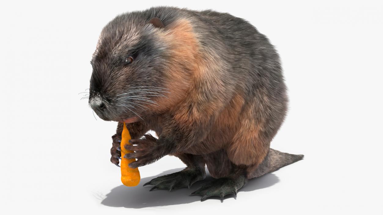 Nutria Eating Carrot Fur 3D model