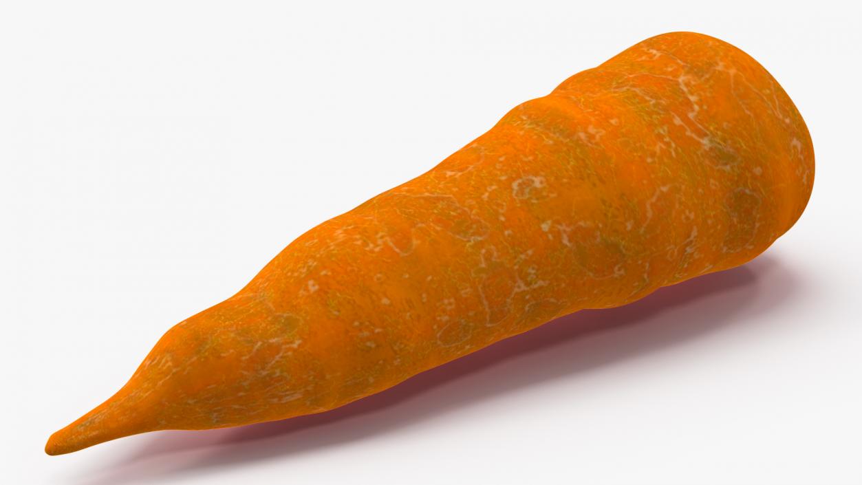 Nutria Eating Carrot Fur 3D model