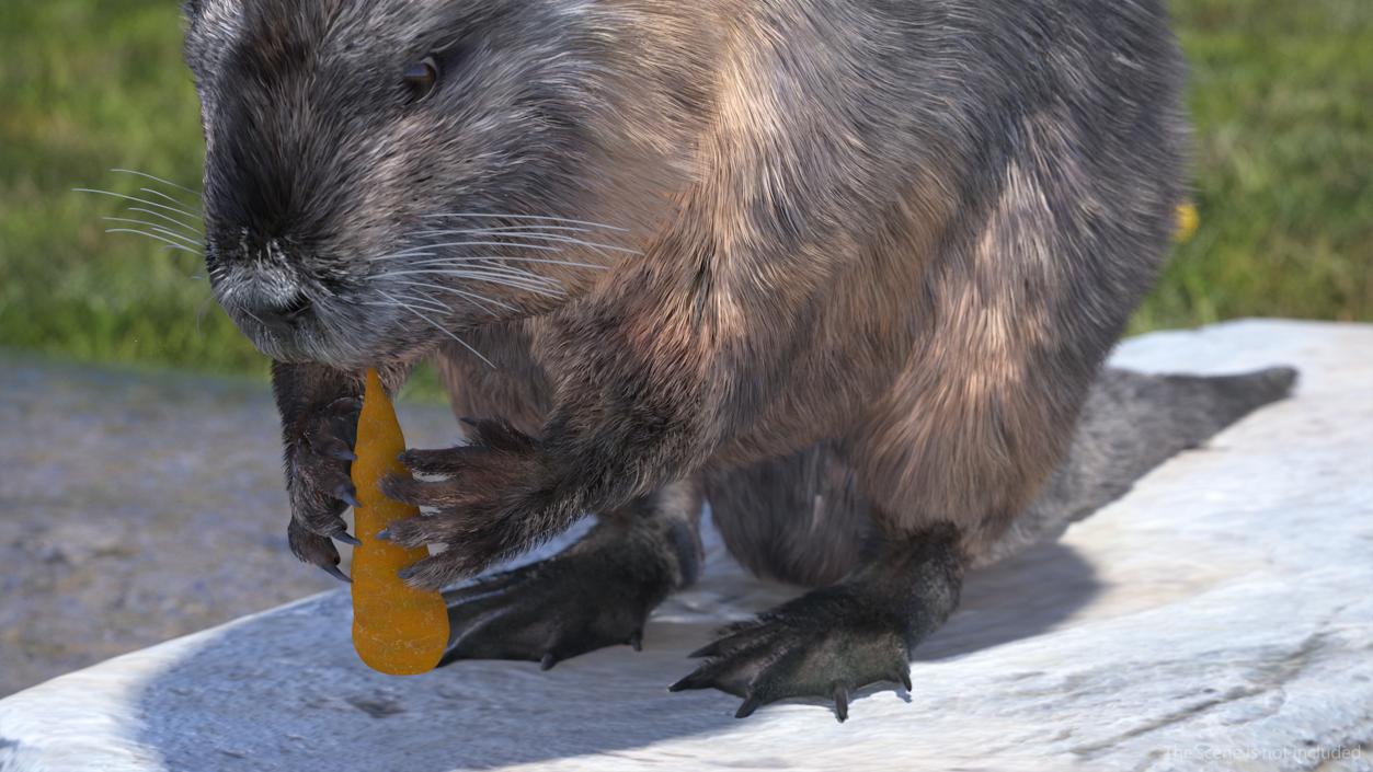 Nutria Eating Carrot Fur 3D model