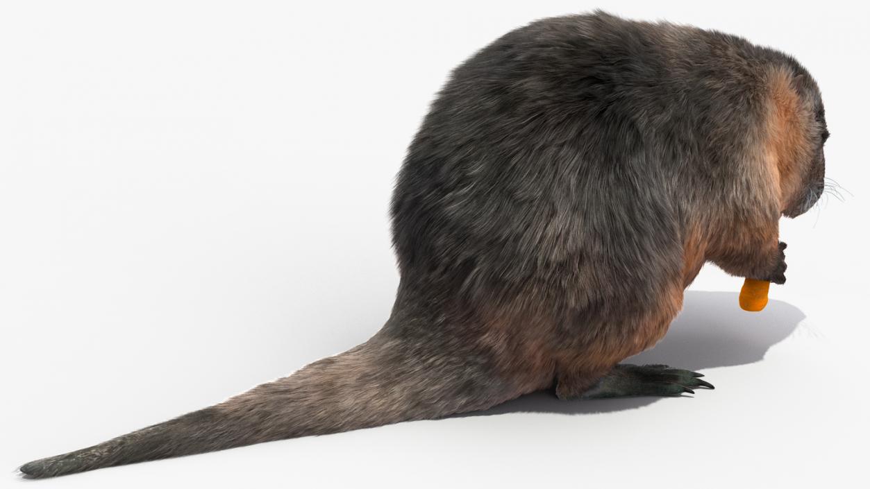 Nutria Eating Carrot Fur 3D model