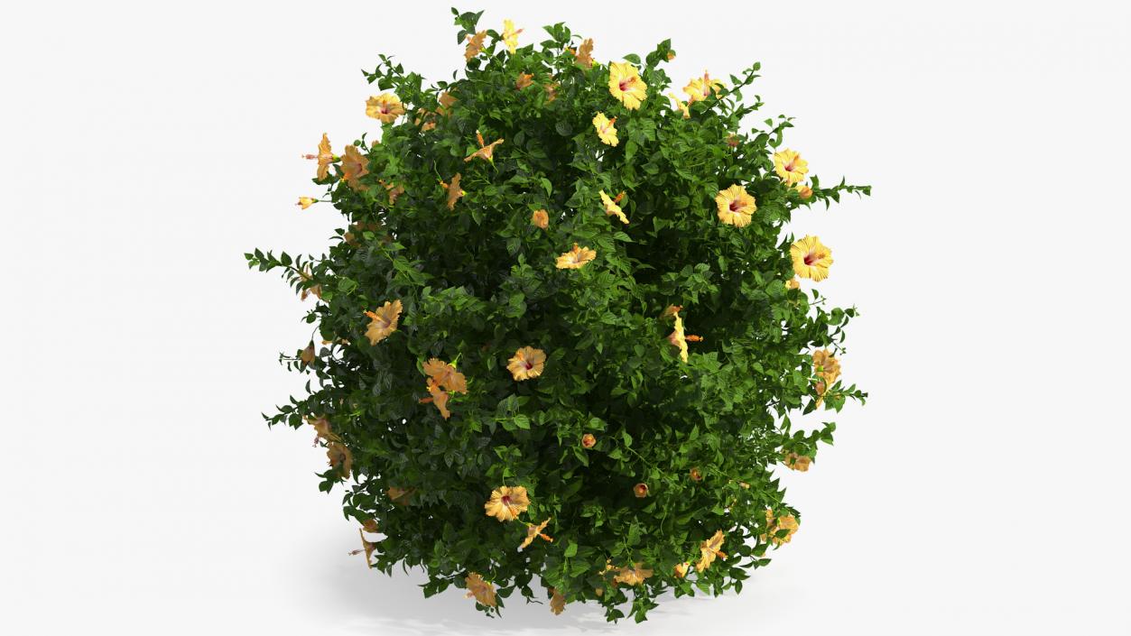 Blooming Hibiscus Bush Orange 3D model