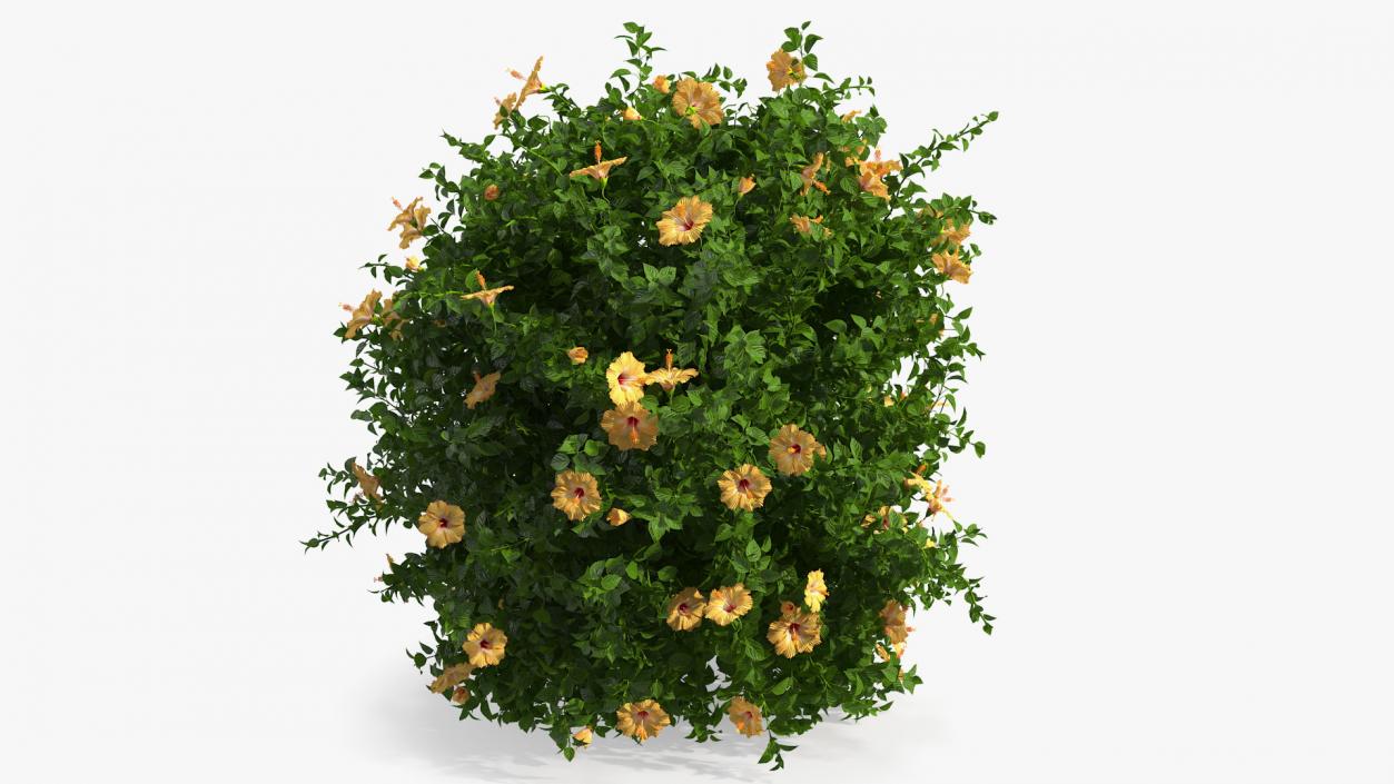 Blooming Hibiscus Bush Orange 3D model