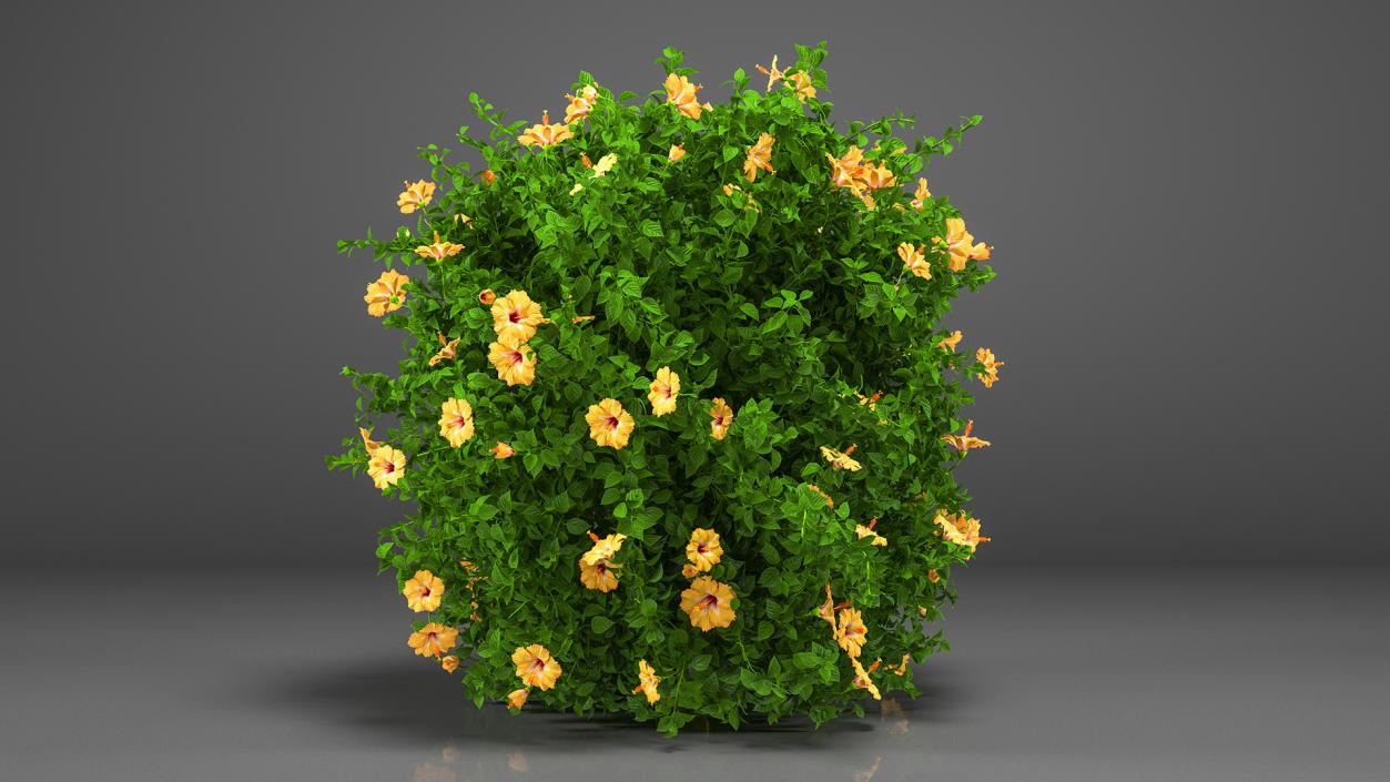 Blooming Hibiscus Bush Orange 3D model