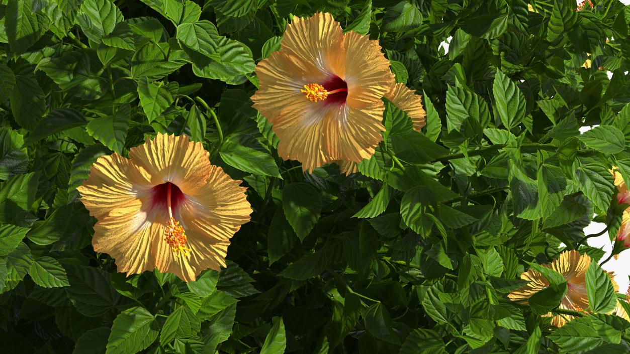 Blooming Hibiscus Bush Orange 3D model