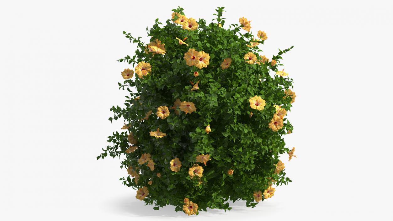 Blooming Hibiscus Bush Orange 3D model