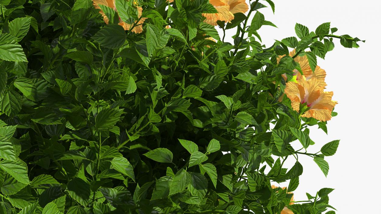 Blooming Hibiscus Bush Orange 3D model