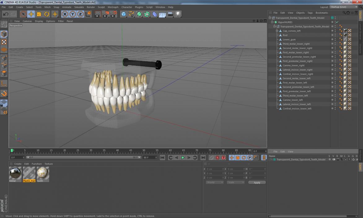 Transparent Dental Typodont Teeth Model 3D model