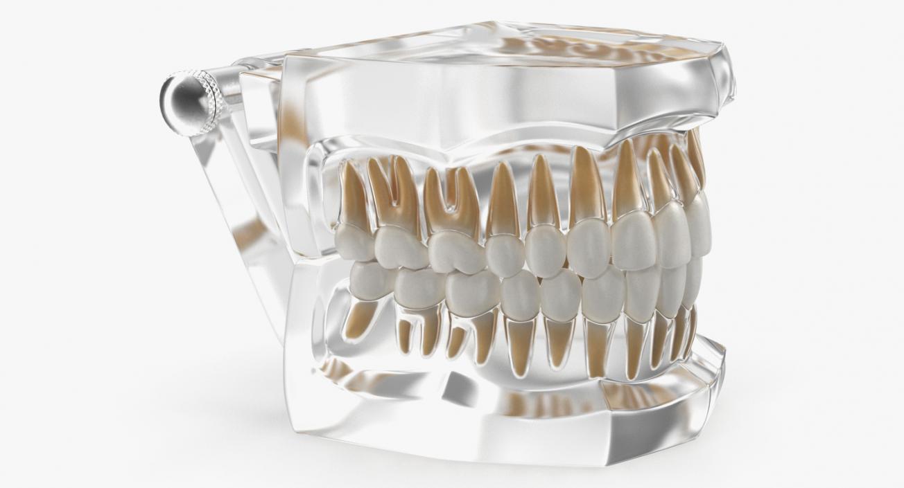 Transparent Dental Typodont Teeth Model 3D model