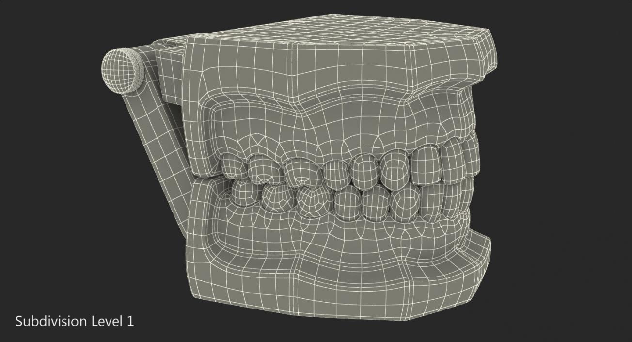 Transparent Dental Typodont Teeth Model 3D model