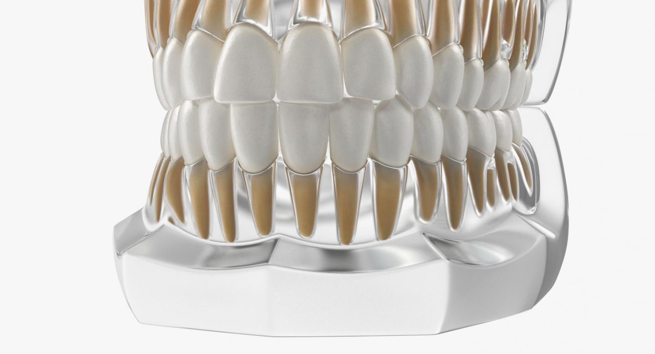 Transparent Dental Typodont Teeth Model 3D model