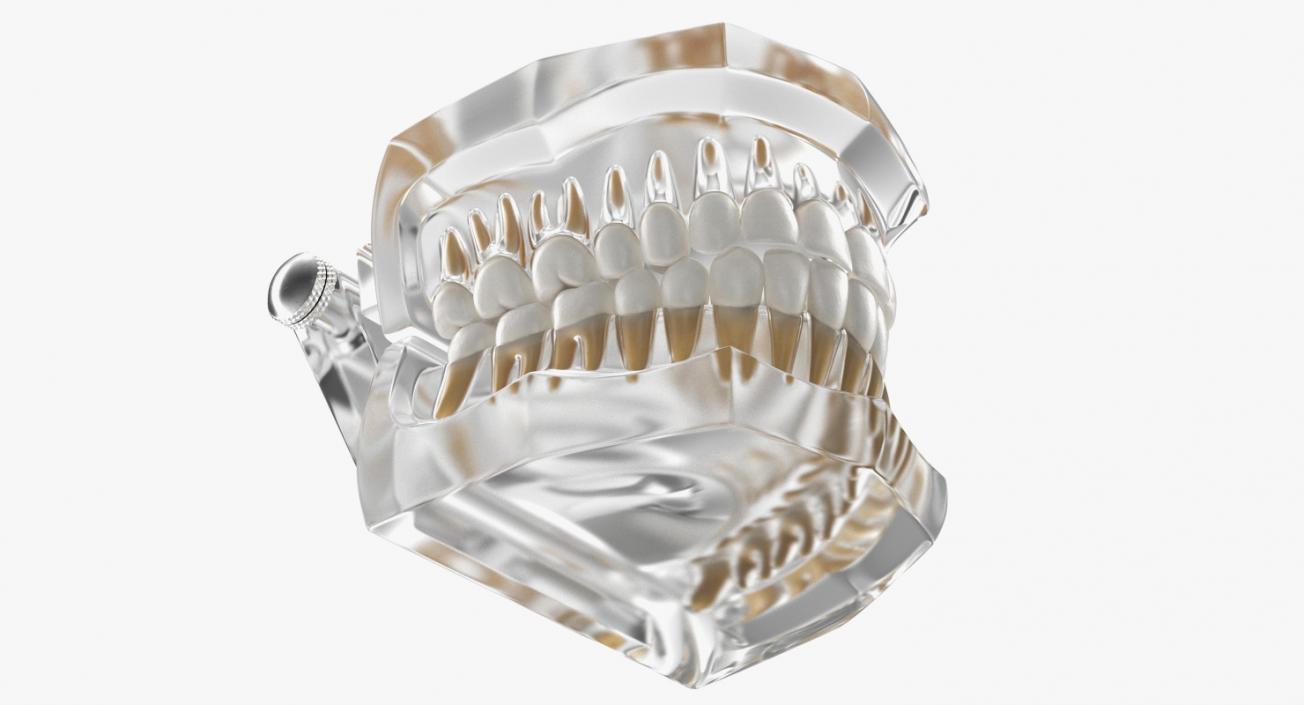 Transparent Dental Typodont Teeth Model 3D model