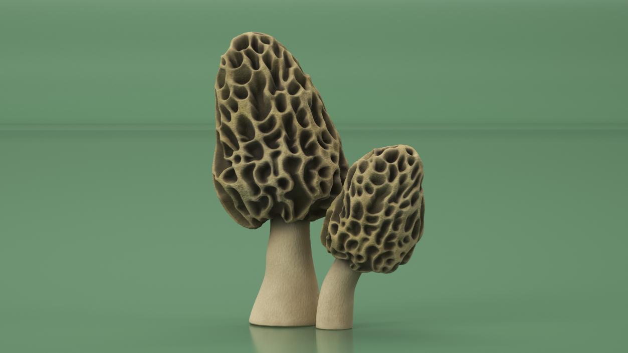 Morel 2 3D model