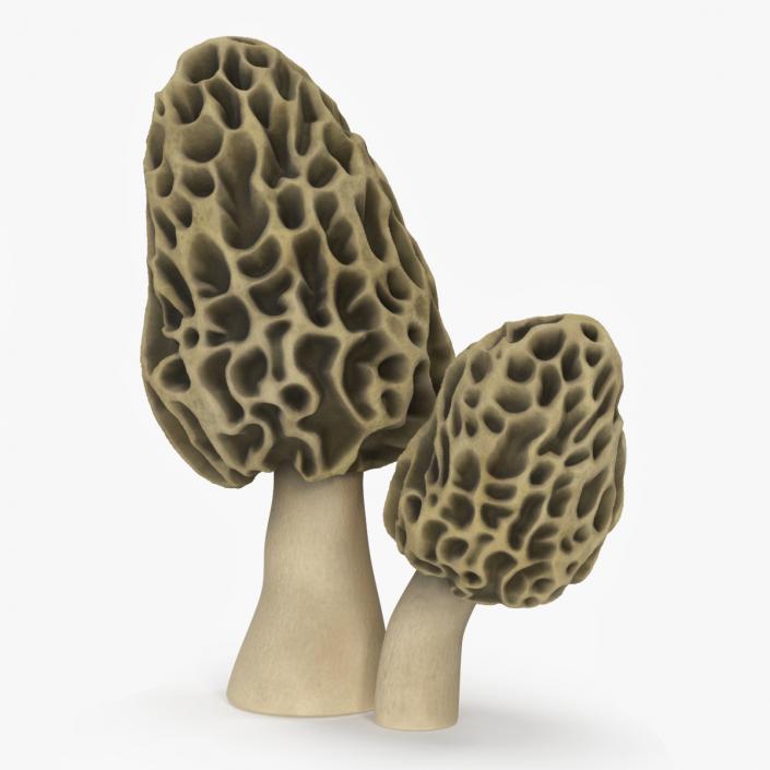 Morel 2 3D model