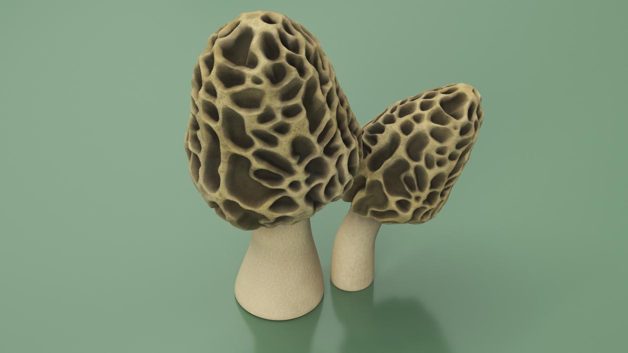 Morel 2 3D model