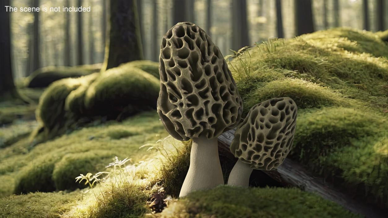 Morel 2 3D model