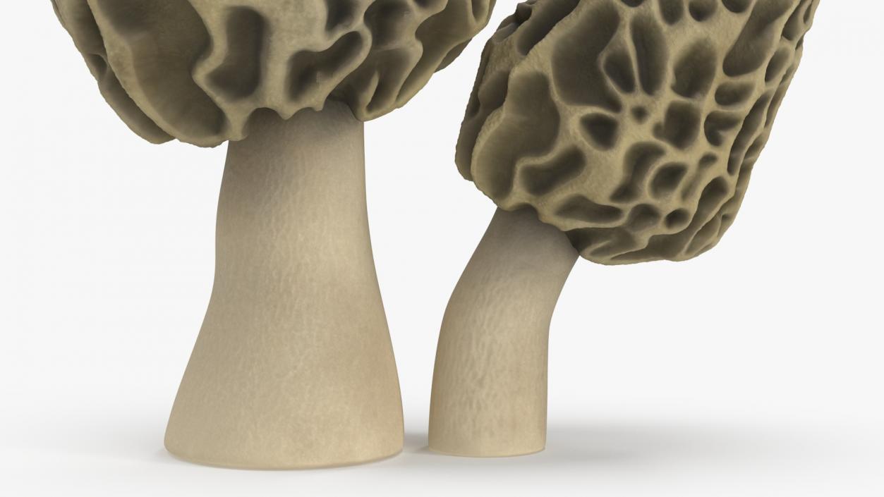 Morel 2 3D model