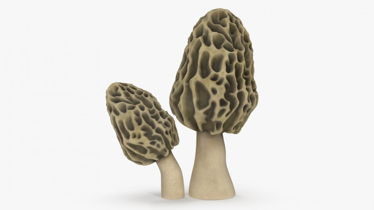 Morel 2 3D model