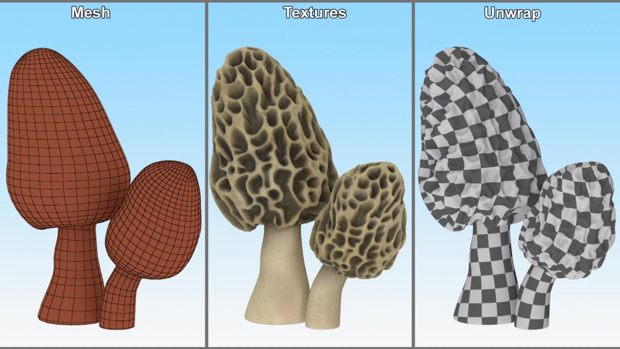 Morel 2 3D model