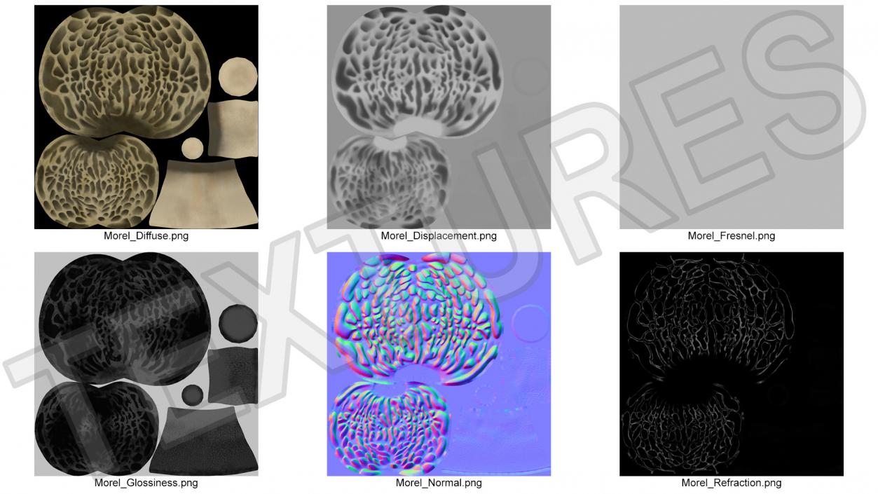 Morel 2 3D model