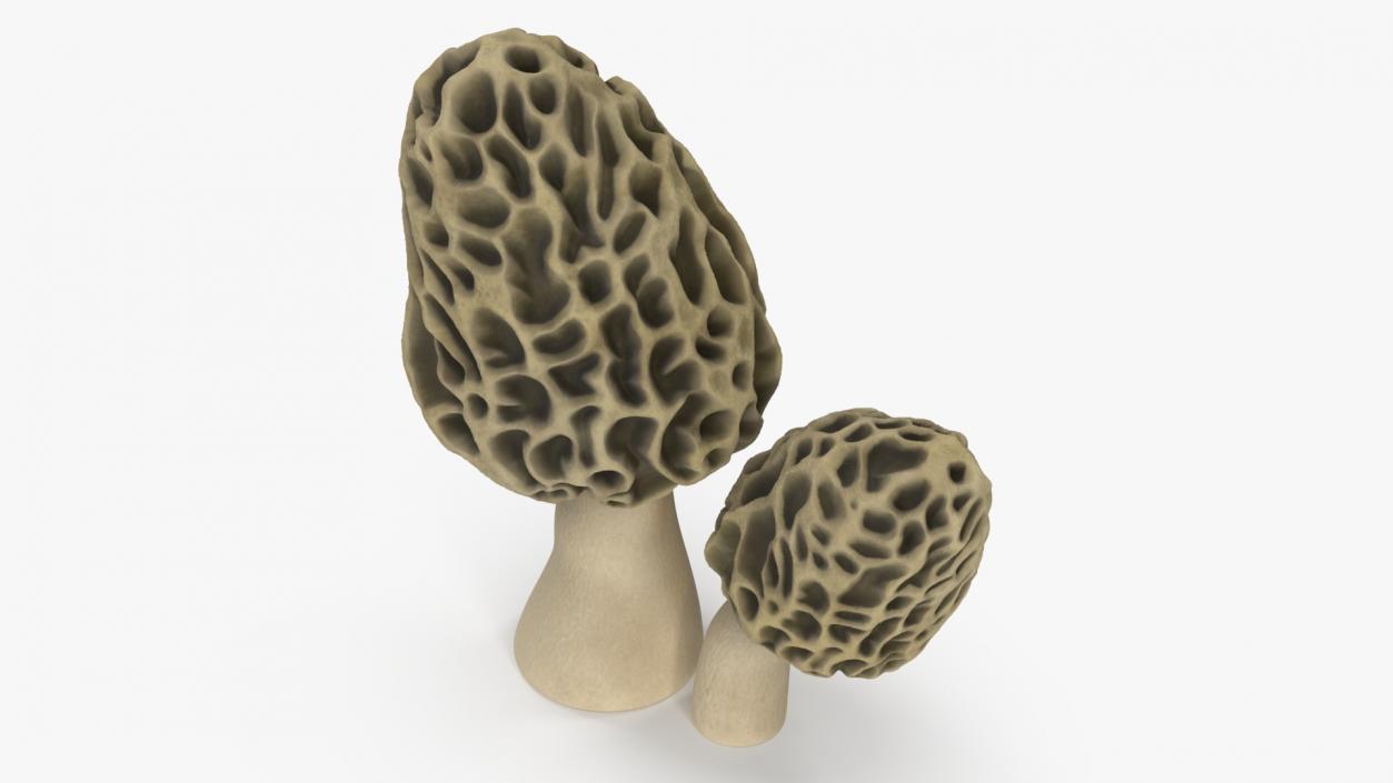 Morel 2 3D model