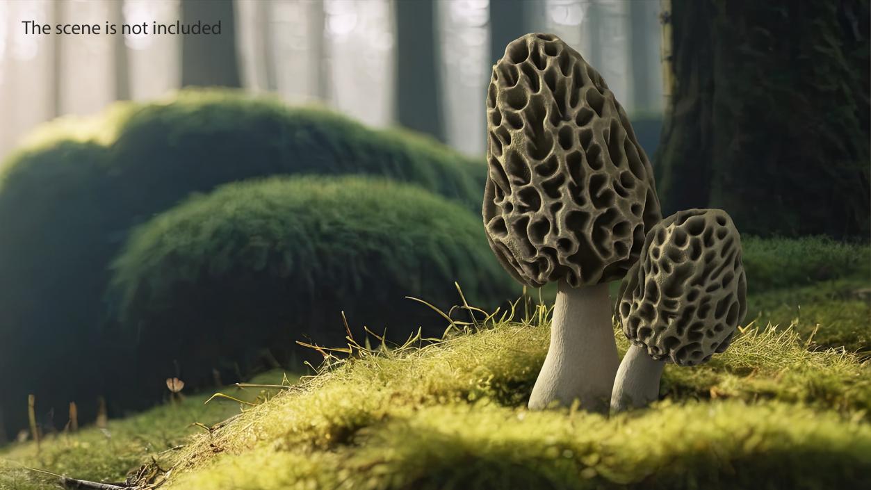 Morel 2 3D model