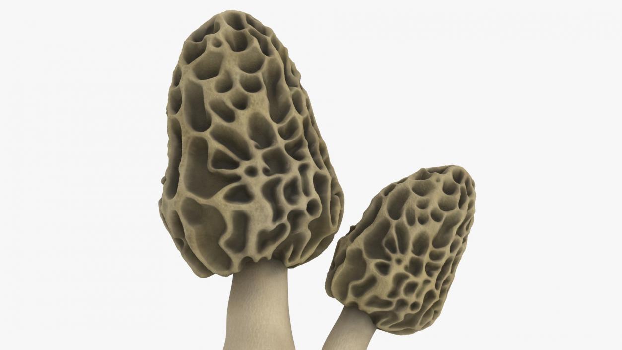 Morel 2 3D model