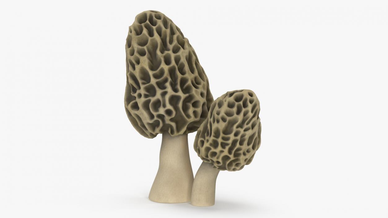 Morel 2 3D model