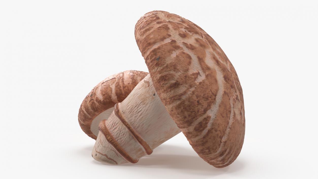 3D model Shiitake