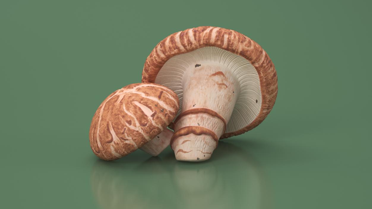 3D model Shiitake