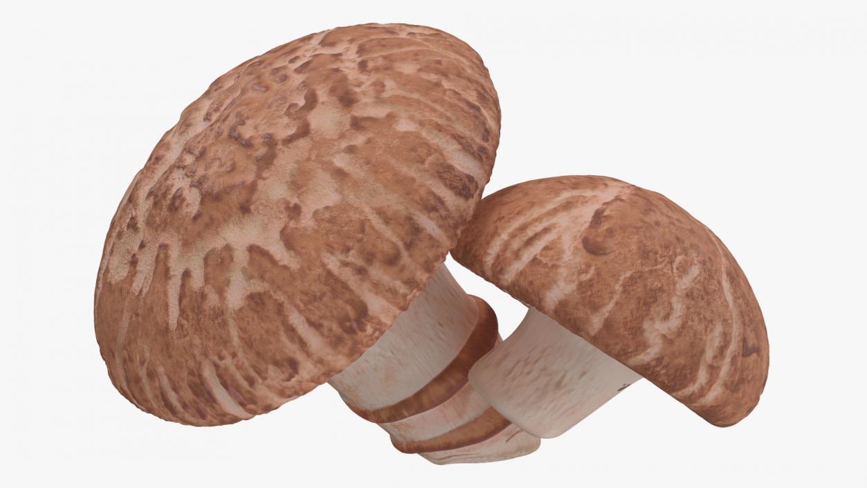 3D model Shiitake