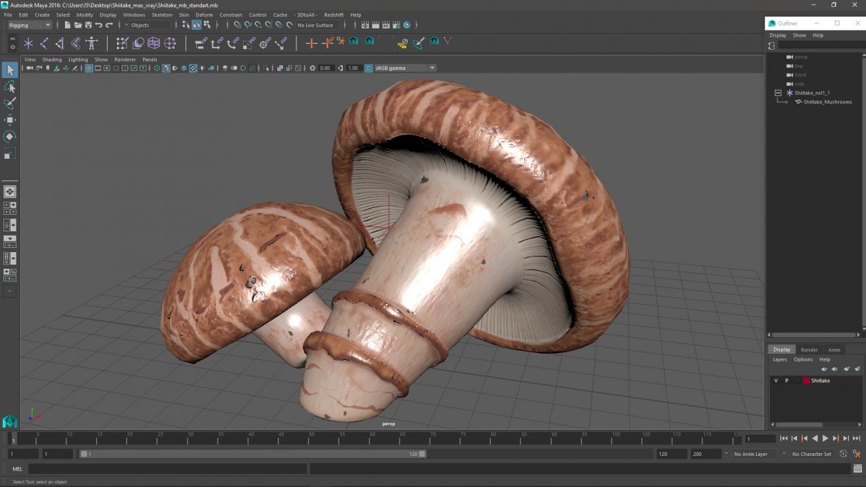 3D model Shiitake