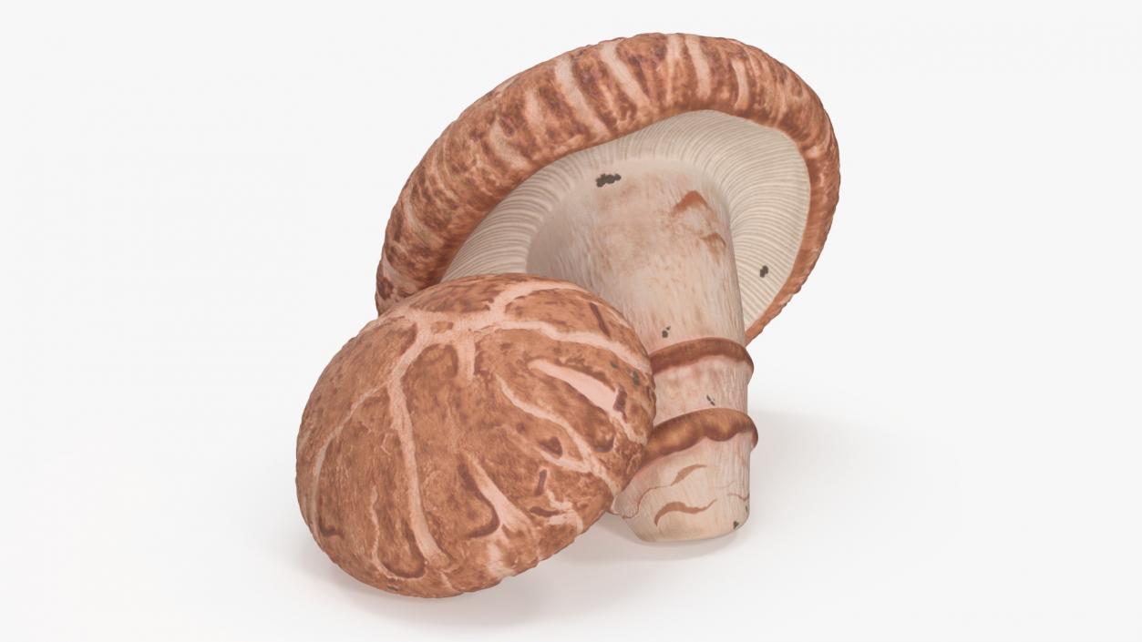 3D model Shiitake