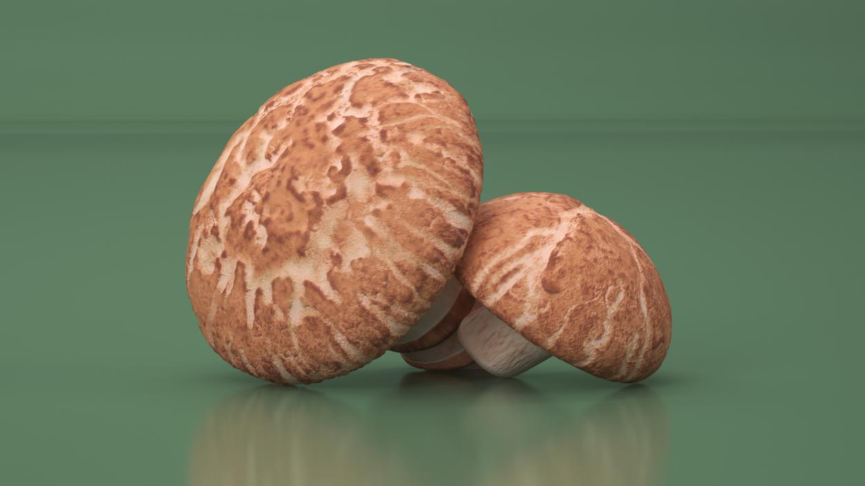 3D model Shiitake